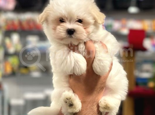 Sağlık Ve Irk Garantili Maltipoo Erkek Yavrumuz görsel