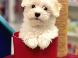 Muhteşem Maltipoo Erkek Yavrumuz