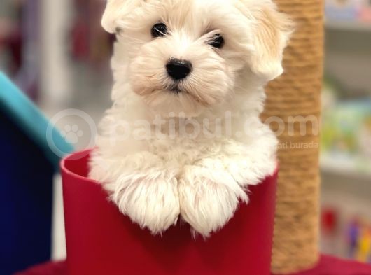 Muhteşem Maltipoo Erkek Yavrumuz görsel