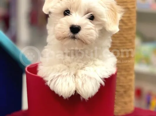 Muhteşem Maltipoo Erkek Yavrumuz