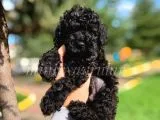 Disi ve Erkek Orjinal Black Toy Poodle Yavrularimiz