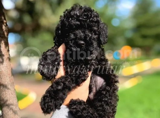 Disi Ve Erkek Orjinal Black Toy Poodle Yavrularimiz