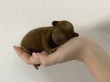 Anne Altından Red Toy Poodle