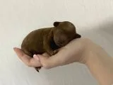 Anne Altından Red Toy Poodle