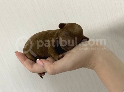 Anne Altından Red Toy Poodle görsel