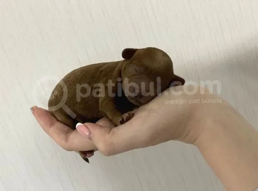 Anne Altından Red Toy Poodle