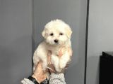 Satilik Muhteşem Malti̇poo Yavrulari