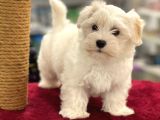 Oyuncu Maltipoo Erkek Yavrumuz