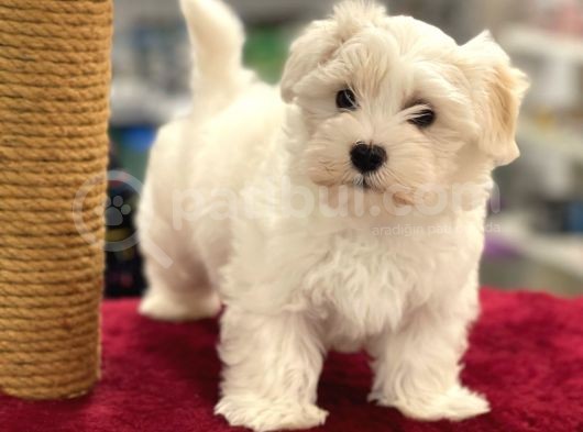 Oyuncu Maltipoo Erkek Yavrumuz görsel