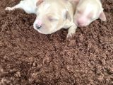Anne Altından Gerçek Malti̇poo Bebekleri̇mi̇z