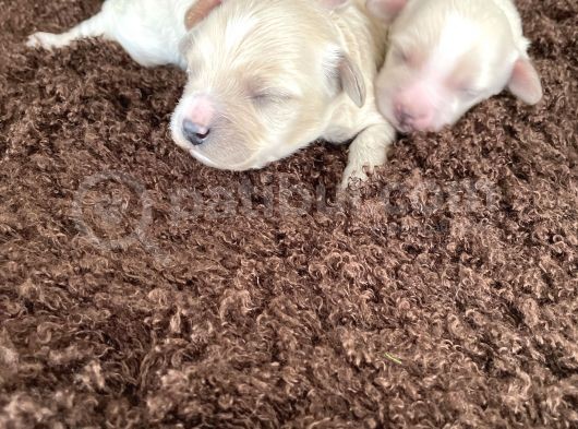 Anne Altından Gerçek Malti̇poo Bebekleri̇mi̇z görsel