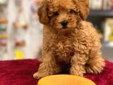 Red Toy Poodle Erkek Yavrumuz