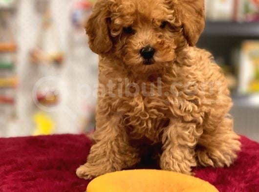 Red Toy Poodle Erkek Yavrumuz görsel