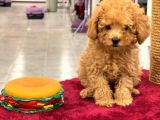 Red Toy Poodle Erkek Yavrumuz
