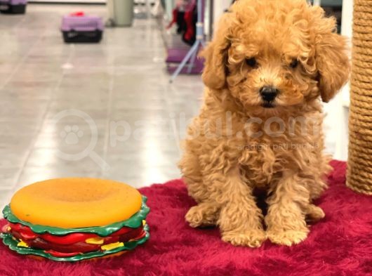 Red Toy Poodle Erkek Yavrumuz görsel