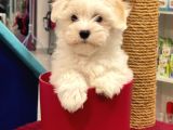 Muhteşem Maltipoo Erkek Yavrumuz