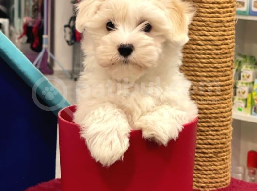 Muhteşem Maltipoo Erkek Yavrumuz görsel