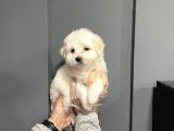 Satilik Muhteşem Malti̇poo Yavrulari