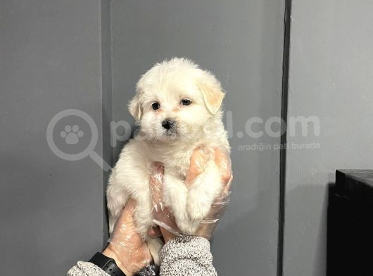 Satilik Muhteşem Malti̇poo Yavrulari görsel
