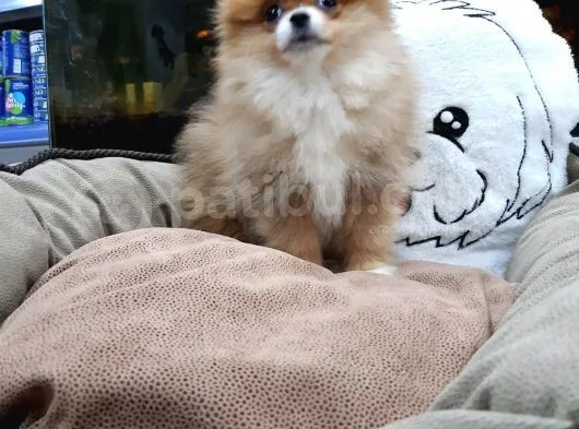 3 Aylik Microcipli Pomerian Boo Disi  Yavru