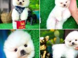Ayı Surat Safkan Pomeranian Boo Kızımız Yumoş / Yavrupartiler