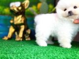 Ayı Surat Safkan Pomeranian Boo Kızımız Yumoş / Yavrupartiler