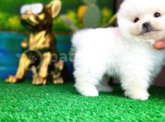 Ayı Surat Safkan Pomeranian Boo Kızımız Yumoş / Yavrupartiler görsel