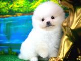 Ayı Surat Safkan Pomeranian Boo Kızımız Yumoş / Yavrupartiler