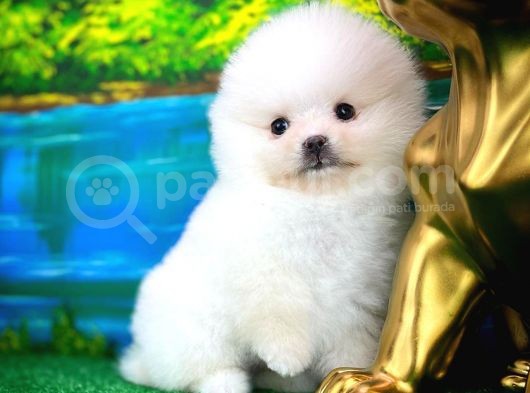 Ayı Surat Safkan Pomeranian Boo Kızımız Yumoş / Yavrupartiler görsel