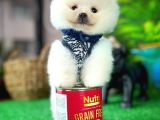 Ayı Surat Safkan Pomeranian Boo Kızımız Yumoş / Yavrupartiler