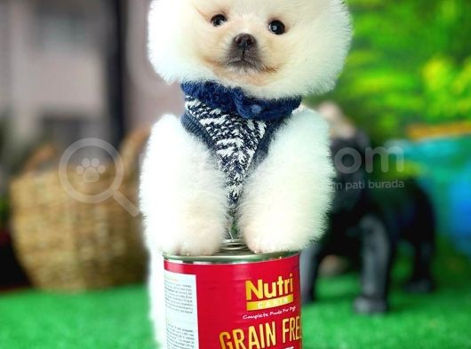 Ayı Surat Safkan Pomeranian Boo Kızımız Yumoş / Yavrupartiler görsel