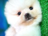 Ayı Surat Safkan Pomeranian Boo Kızımız Yumoş / Yavrupartiler