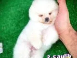 Ayı Surat Safkan Pomeranian Boo Kızımız YUMOŞ / Yavrupartiler