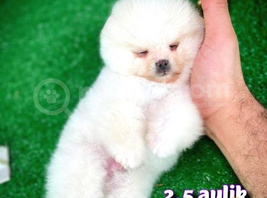 Ayı Surat Safkan Pomeranian Boo Kızımız Yumoş / Yavrupartiler görsel