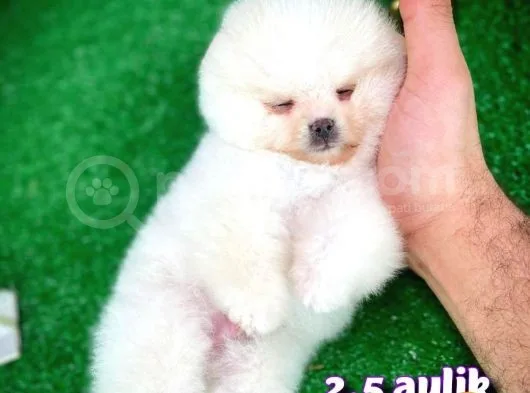 Ayı Surat Safkan Pomeranian Boo Kızımız Yumoş / Yavrupartiler