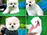 Ayı Surat Teddybear Pomeranian Boo Oğlumuz Rubby /Yavrupartiler