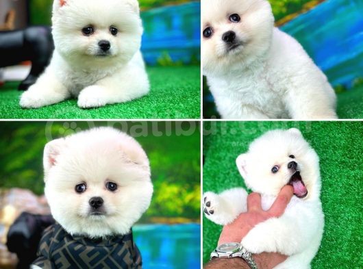 Ayı Surat Teddybear Pomeranian Boo Oğlumuz Rubby /Yavrupartiler görsel