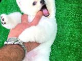 Ayı Surat Teddybear Pomeranian Boo Oğlumuz Rubby /Yavrupartiler