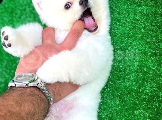 Ayı Surat Teddybear Pomeranian Boo Oğlumuz Rubby /Yavrupartiler görsel