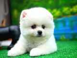 Ayı Surat Teddybear Pomeranian Boo Oğlumuz Rubby /Yavrupartiler