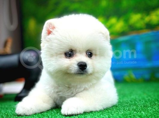 Ayı Surat Teddybear Pomeranian Boo Oğlumuz Rubby /Yavrupartiler görsel