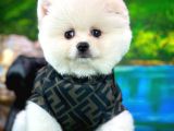 Ayı Surat Teddybear Pomeranian Boo Oğlumuz Rubby /Yavrupartiler
