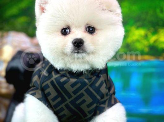 Ayı Surat Teddybear Pomeranian Boo Oğlumuz Rubby /Yavrupartiler görsel