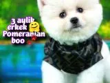 Ayı Surat TeddyBear Pomeranian Boo Oğlumuz RUBBY /Yavrupartiler