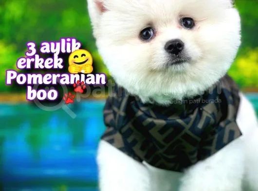 Ayı Surat Teddybear Pomeranian Boo Oğlumuz Rubby /Yavrupartiler