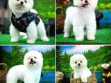 Ayı Surat Teddyface Pomeranian Boo Oğlumuz Puty / Yavrupartiler