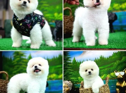 Ayı Surat Teddyface Pomeranian Boo Oğlumuz Puty / Yavrupartiler