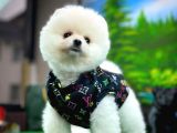Ayı Surat Teddyface Pomeranian Boo Oğlumuz Puty / Yavrupartiler