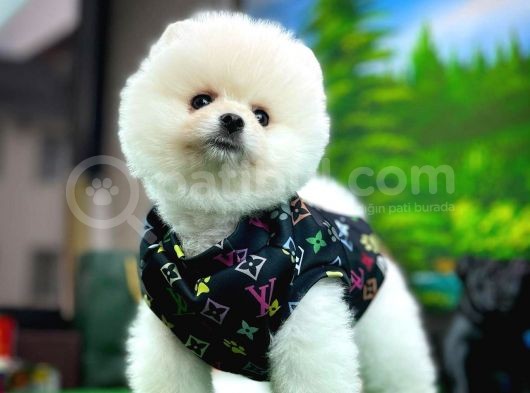 Ayı Surat Teddyface Pomeranian Boo Oğlumuz Puty / Yavrupartiler görsel
