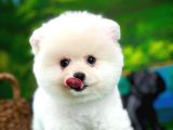 Ayı Surat Teddyface Pomeranian Boo Oğlumuz Puty / Yavrupartiler